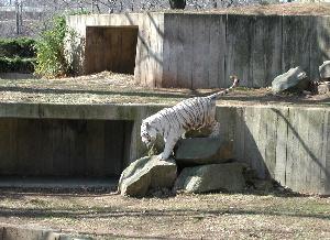 White Tiger