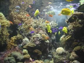 Inside Baltimore aquarium