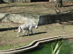 White Tiger