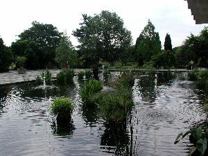 The water garden