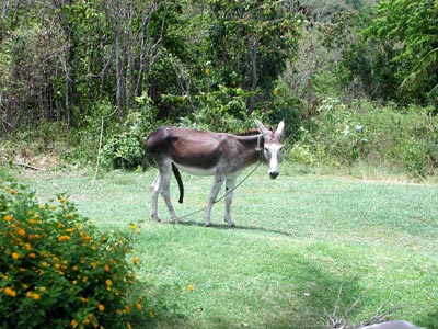 donkey looking lustfully at Dad